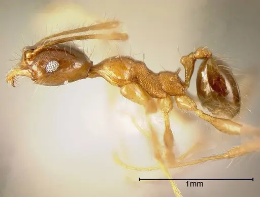 Pheidole prostrata specimen CASENT0635506 image casent0635506_2