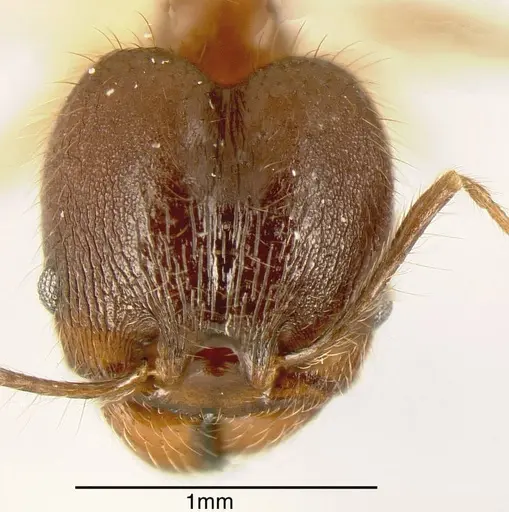 Pheidole prostrata specimen INBIOCRI001282579 image inbiocri001282579_1