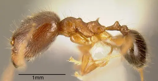 Pheidole prostrata specimen INBIOCRI001282579 image inbiocri001282579_2