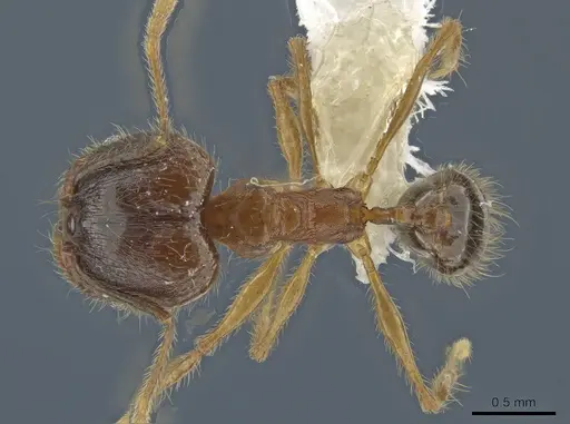 Pheidole prostrata specimen JTLC000004443 image jtlc000004443_1