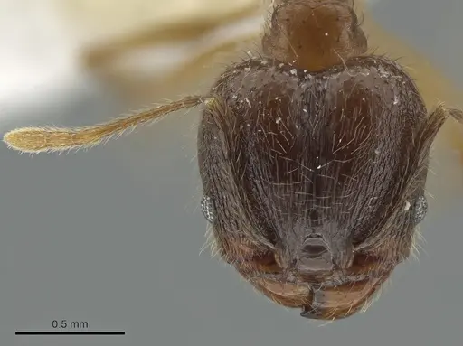 Pheidole prostrata specimen JTLC000004443 image jtlc000004443_2