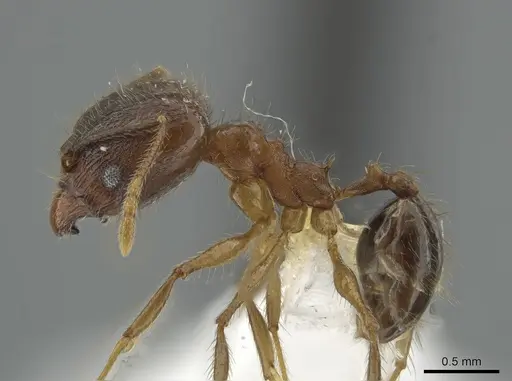 Pheidole prostrata specimen JTLC000004443 image jtlc000004443_3