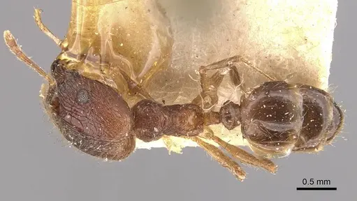 Pheidole protea specimen CASENT0907917 image casent0907917_1