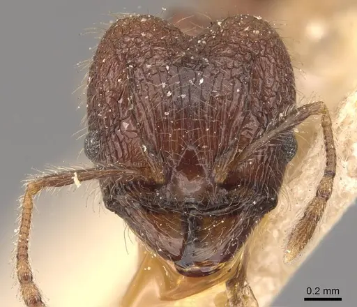 Pheidole protea specimen CASENT0907917 image casent0907917_2