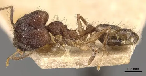 Pheidole protea specimen CASENT0907917 image casent0907917_3