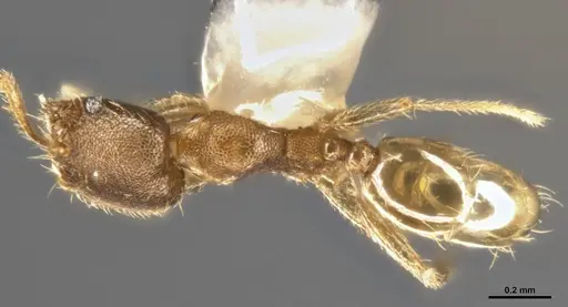 Pheidole protensa specimen CASENT0282721 image casent0282721_1