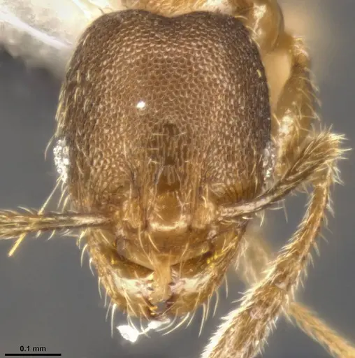Pheidole protensa specimen CASENT0282721 image casent0282721_2