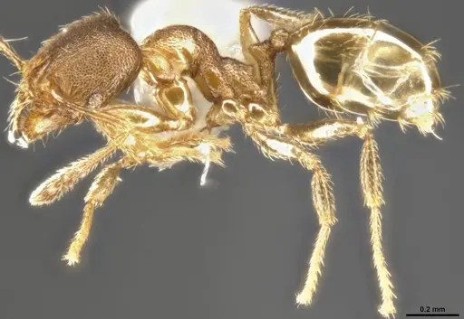 Pheidole protensa specimen CASENT0282721 image casent0282721_3