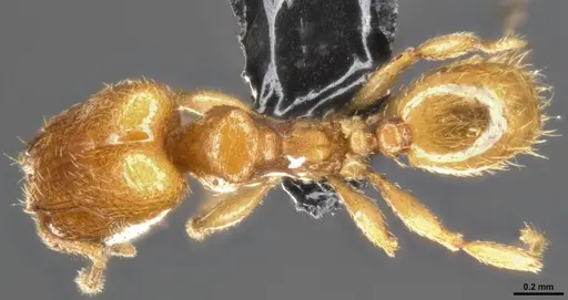 Pheidole protensa specimen CASENT0283524 image casent0283524_1