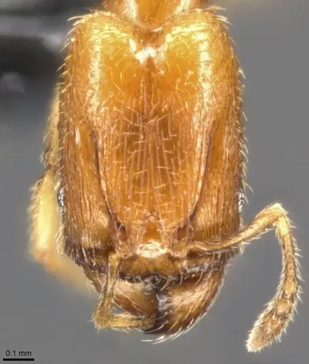 Pheidole protensa specimen CASENT0283524 image casent0283524_2