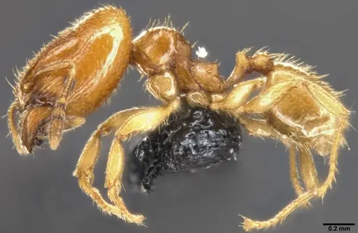 Pheidole protensa specimen CASENT0283524 image casent0283524_3