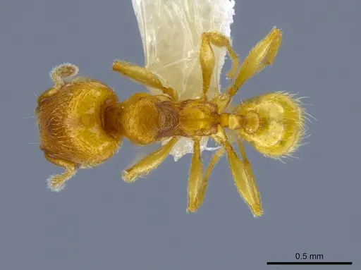 Pheidole protensa specimen CASENT0633407 image casent0633407_1