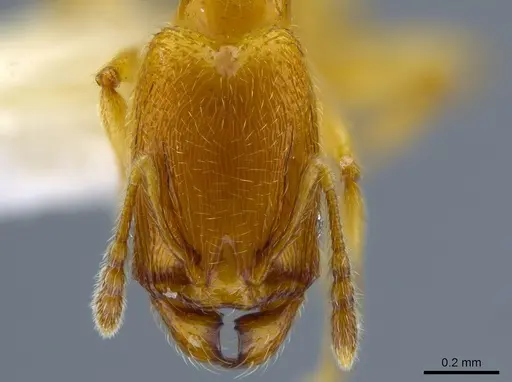 Pheidole protensa specimen CASENT0633407 image casent0633407_2