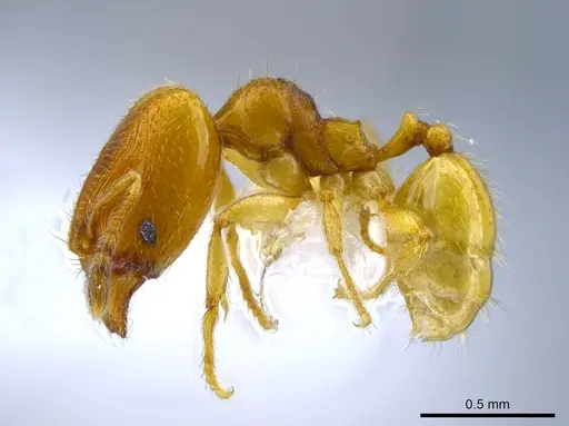 Pheidole protensa specimen CASENT0633407 image casent0633407_3
