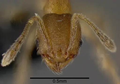 Pheidole protensa specimen CASENT0635507 image casent0635507_1