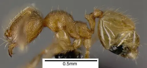 Pheidole protensa specimen CASENT0635507 image casent0635507_2