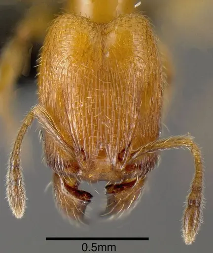 Pheidole protensa specimen JTLC000006302 image jtlc000006302_1