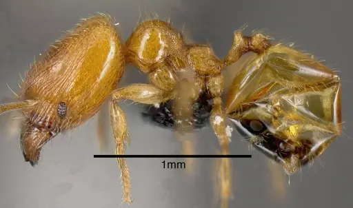 Pheidole protensa specimen JTLC000006302 image jtlc000006302_2
