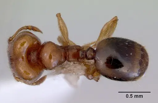 Pheidole proxima specimen CASENT0172362 image casent0172362_1