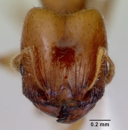 Pheidole proxima specimen CASENT0172362 image casent0172362_2