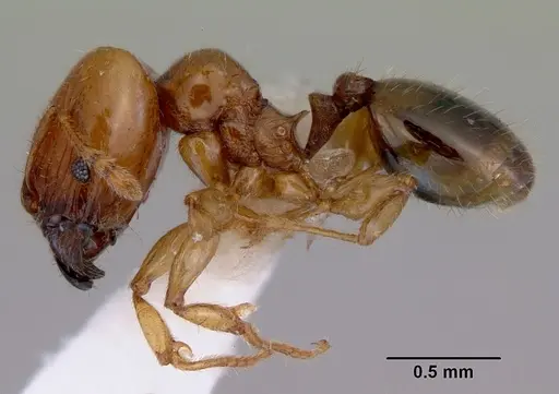 Pheidole proxima specimen CASENT0172362 image casent0172362_3