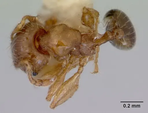 Pheidole proxima specimen CASENT0172363 image casent0172363_1