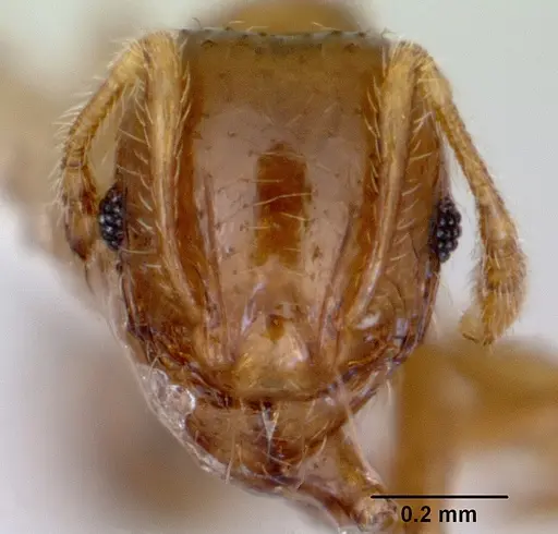 Pheidole proxima specimen CASENT0172363 image casent0172363_2