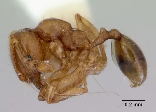 Pheidole proxima specimen CASENT0172363 image casent0172363_3