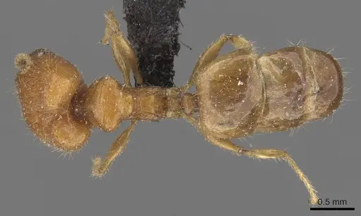 Pheidole proxima specimen CASENT0908053 image casent0908053_1