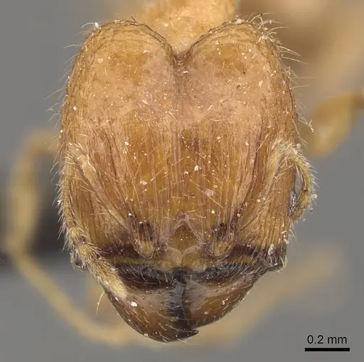 Pheidole proxima specimen CASENT0908053 image casent0908053_2