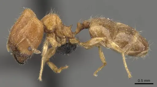 Pheidole proxima specimen CASENT0908053 image casent0908053_3