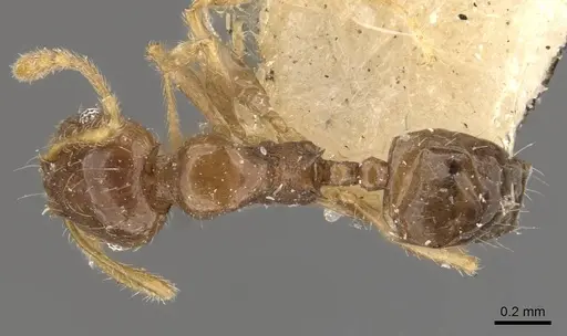 Pheidole proxima specimen CASENT0908054 image casent0908054_1