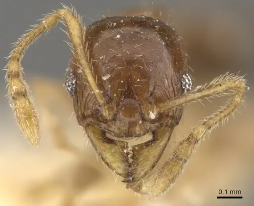 Pheidole proxima specimen CASENT0908054 image casent0908054_2
