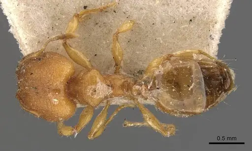 Pheidole proxima specimen CASENT0908055 image casent0908055_1
