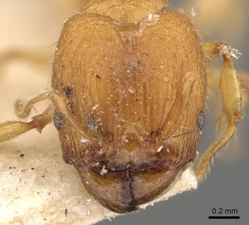Pheidole proxima specimen CASENT0908055 image casent0908055_2