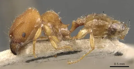 Pheidole proxima specimen CASENT0908055 image casent0908055_3