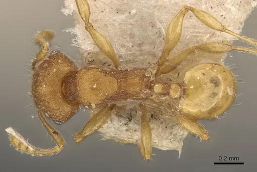 Pheidole proxima specimen CASENT0908056 image casent0908056_1
