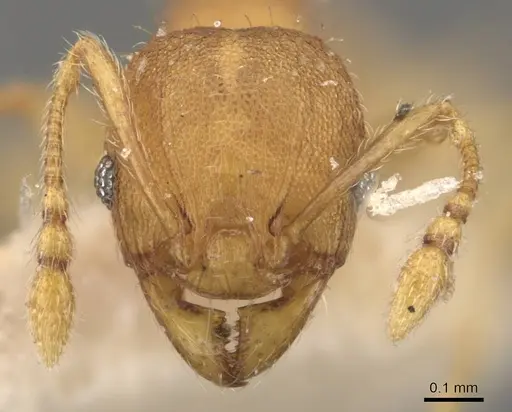 Pheidole proxima specimen CASENT0908056 image casent0908056_2