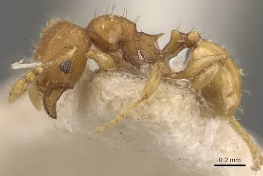 Pheidole proxima specimen CASENT0908056 image casent0908056_3