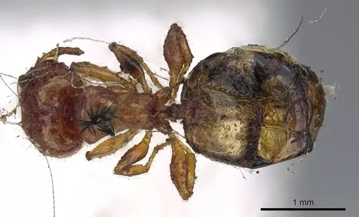 Pheidole proxima specimen CASENT0919760 image casent0919760_1