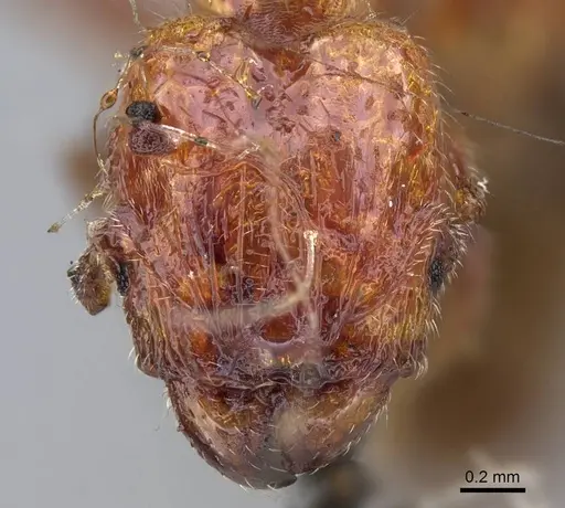 Pheidole proxima specimen CASENT0919760 image casent0919760_2