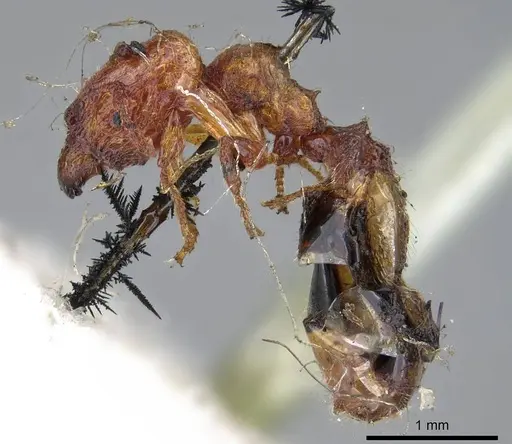 Pheidole proxima specimen CASENT0919760 image casent0919760_3