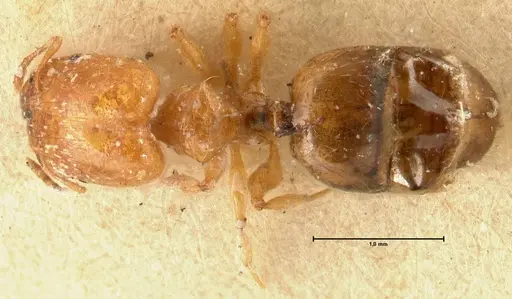 Pheidole proxima specimen FOCOL1419 image focol1419_1