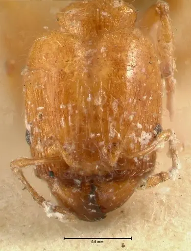 Pheidole proxima specimen FOCOL1419 image focol1419_2