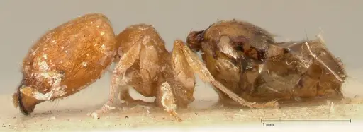 Pheidole proxima specimen FOCOL1419 image focol1419_3