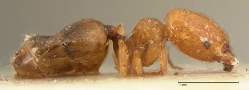 Pheidole proxima specimen FOCOL1419 image focol1419_4