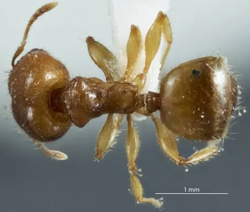 Pheidole proxima specimen JDM32-004001-1 image jdm32-004001-1_1