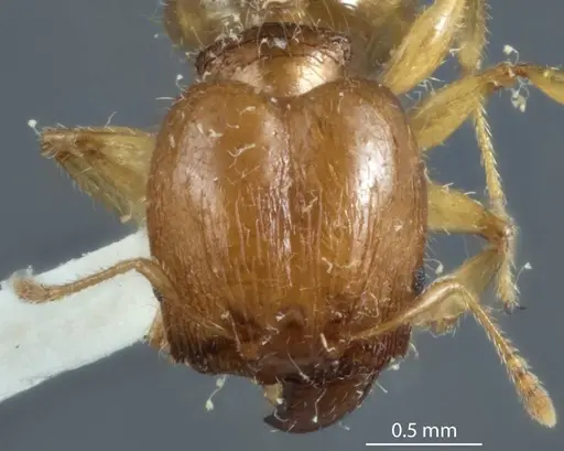 Pheidole proxima specimen JDM32-004001-1 image jdm32-004001-1_2