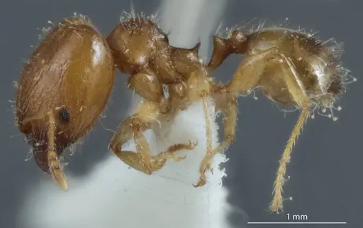 Pheidole proxima specimen JDM32-004001-1 image jdm32-004001-1_3