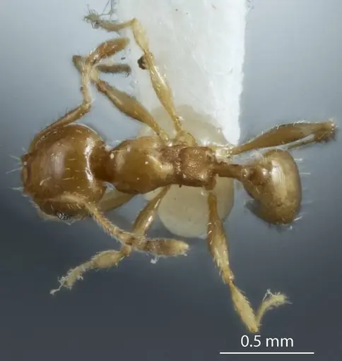 Pheidole proxima specimen JDM32-004001-2 image jdm32-004001-2_1